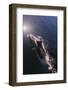 Chile, Patagonia, Lake District. Peale's Dolphin in Estero Cahuelmo.-Fredrik Norrsell-Framed Photographic Print