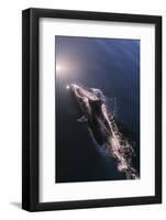 Chile, Patagonia, Lake District. Peale's Dolphin in Estero Cahuelmo.-Fredrik Norrsell-Framed Photographic Print