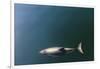 Chile, Patagonia, Lake District. Peale's Dolphin in Estero Cahuelmo.-Fredrik Norrsell-Framed Photographic Print