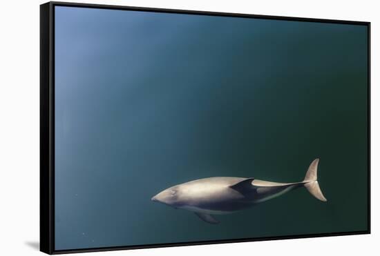 Chile, Patagonia, Lake District. Peale's Dolphin in Estero Cahuelmo.-Fredrik Norrsell-Framed Stretched Canvas