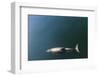 Chile, Patagonia, Lake District. Peale's Dolphin in Estero Cahuelmo.-Fredrik Norrsell-Framed Photographic Print