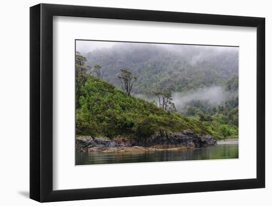 Chile, Patagonia, Lake District, Pumalin National Park. Valdivian rainforest-Fredrik Norrsell-Framed Photographic Print