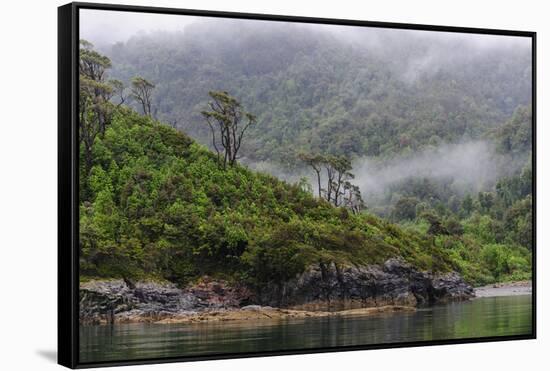 Chile, Patagonia, Lake District, Pumalin National Park. Valdivian rainforest-Fredrik Norrsell-Framed Stretched Canvas