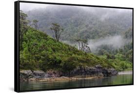 Chile, Patagonia, Lake District, Pumalin National Park. Valdivian rainforest-Fredrik Norrsell-Framed Stretched Canvas