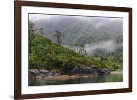 Chile, Patagonia, Lake District, Pumalin National Park. Valdivian rainforest-Fredrik Norrsell-Framed Premium Photographic Print