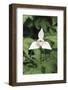 Chile, Patagonia, Magallanes, Torres Del Paine Orchid-Andres Morya Hinojosa-Framed Photographic Print