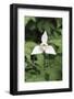 Chile, Patagonia, Magallanes, Torres Del Paine Orchid-Andres Morya Hinojosa-Framed Photographic Print