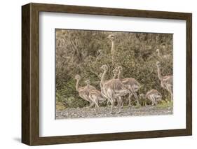 Chile, Patagonia. Male rhea and chicks.-Jaynes Gallery-Framed Photographic Print