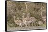 Chile, Patagonia. Male rhea and chicks.-Jaynes Gallery-Framed Stretched Canvas