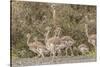 Chile, Patagonia. Male rhea and chicks.-Jaynes Gallery-Stretched Canvas