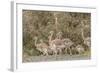 Chile, Patagonia. Male rhea and chicks.-Jaynes Gallery-Framed Photographic Print