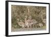 Chile, Patagonia. Male rhea and chicks.-Jaynes Gallery-Framed Photographic Print