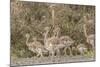 Chile, Patagonia. Male rhea and chicks.-Jaynes Gallery-Mounted Photographic Print