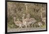 Chile, Patagonia. Male rhea and chicks.-Jaynes Gallery-Framed Photographic Print