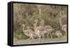 Chile, Patagonia. Male rhea and chicks.-Jaynes Gallery-Framed Stretched Canvas