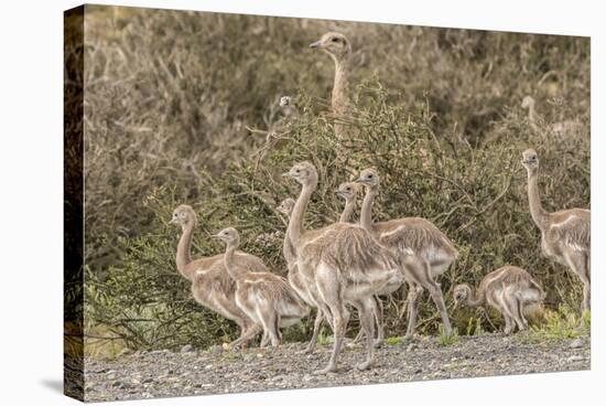 Chile, Patagonia. Male rhea and chicks.-Jaynes Gallery-Stretched Canvas