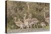 Chile, Patagonia. Male rhea and chicks.-Jaynes Gallery-Stretched Canvas