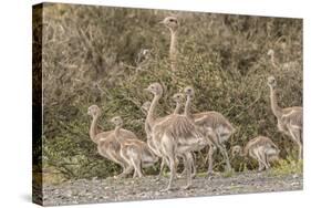 Chile, Patagonia. Male rhea and chicks.-Jaynes Gallery-Stretched Canvas