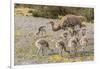 Chile, Patagonia. Male rhea and chicks.-Jaynes Gallery-Framed Photographic Print