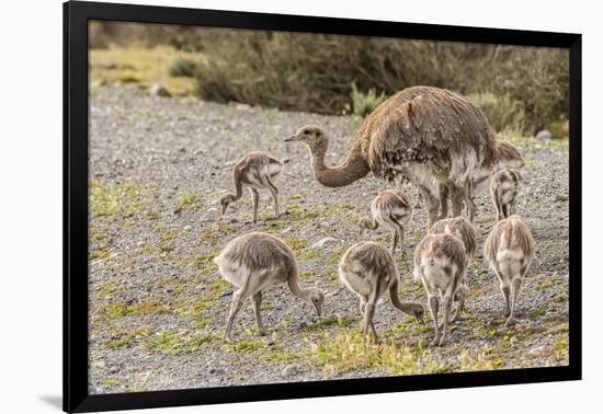 Chile, Patagonia. Male rhea and chicks.-Jaynes Gallery-Framed Photographic Print