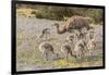 Chile, Patagonia. Male rhea and chicks.-Jaynes Gallery-Framed Photographic Print