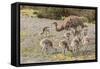 Chile, Patagonia. Male rhea and chicks.-Jaynes Gallery-Framed Stretched Canvas