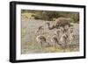 Chile, Patagonia. Male rhea and chicks.-Jaynes Gallery-Framed Photographic Print
