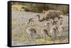 Chile, Patagonia. Male rhea and chicks.-Jaynes Gallery-Framed Stretched Canvas