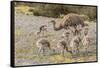 Chile, Patagonia. Male rhea and chicks.-Jaynes Gallery-Framed Stretched Canvas