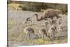 Chile, Patagonia. Male rhea and chicks.-Jaynes Gallery-Stretched Canvas