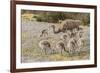 Chile, Patagonia. Male rhea and chicks.-Jaynes Gallery-Framed Premium Photographic Print