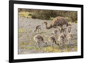 Chile, Patagonia. Male rhea and chicks.-Jaynes Gallery-Framed Premium Photographic Print