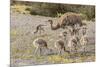 Chile, Patagonia. Male rhea and chicks.-Jaynes Gallery-Mounted Premium Photographic Print