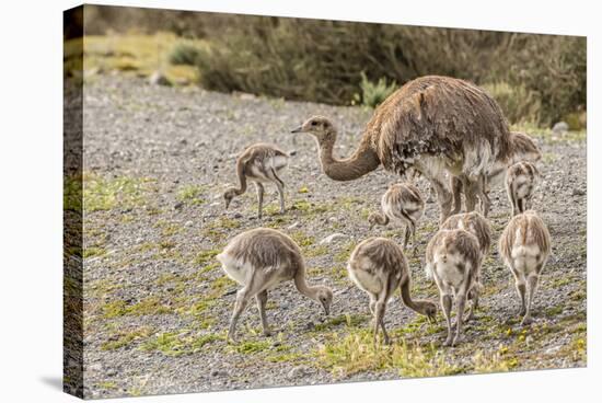 Chile, Patagonia. Male rhea and chicks.-Jaynes Gallery-Stretched Canvas