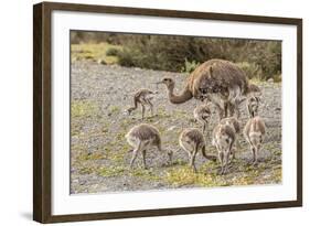 Chile, Patagonia. Male rhea and chicks.-Jaynes Gallery-Framed Photographic Print