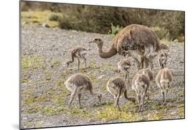 Chile, Patagonia. Male rhea and chicks.-Jaynes Gallery-Mounted Photographic Print