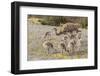 Chile, Patagonia. Male rhea and chicks.-Jaynes Gallery-Framed Photographic Print