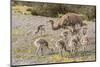 Chile, Patagonia. Male rhea and chicks.-Jaynes Gallery-Mounted Photographic Print
