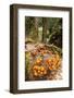 Chile, Patagonia, National Park Villarrica, Trunk, Fungi-Chris Seba-Framed Photographic Print