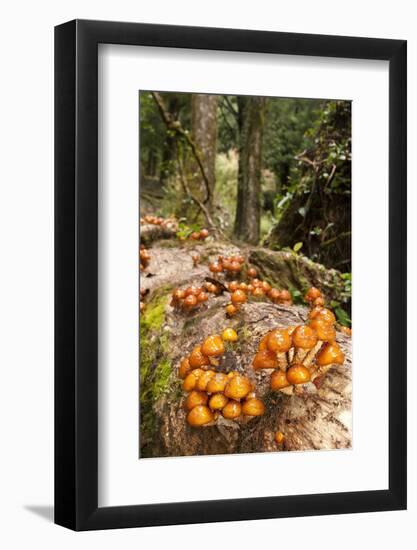 Chile, Patagonia, National Park Villarrica, Trunk, Fungi-Chris Seba-Framed Photographic Print