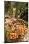 Chile, Patagonia, National Park Villarrica, Trunk, Fungi-Chris Seba-Mounted Photographic Print