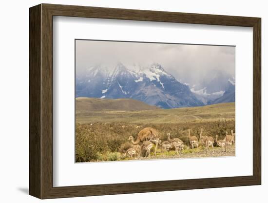 Chile, Patagonia. Rhea father and chicks.-Jaynes Gallery-Framed Photographic Print