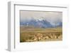 Chile, Patagonia. Rhea father and chicks.-Jaynes Gallery-Framed Photographic Print