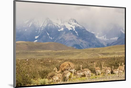 Chile, Patagonia. Rhea father and chicks.-Jaynes Gallery-Mounted Photographic Print