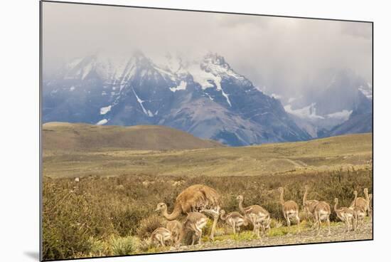 Chile, Patagonia. Rhea father and chicks.-Jaynes Gallery-Mounted Photographic Print