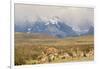 Chile, Patagonia. Rhea father and chicks.-Jaynes Gallery-Framed Photographic Print