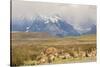 Chile, Patagonia. Rhea father and chicks.-Jaynes Gallery-Stretched Canvas