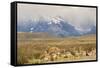 Chile, Patagonia. Rhea father and chicks.-Jaynes Gallery-Framed Stretched Canvas
