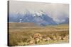 Chile, Patagonia. Rhea father and chicks.-Jaynes Gallery-Stretched Canvas