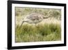 Chile, Patagonia. Rhea running.-Jaynes Gallery-Framed Photographic Print